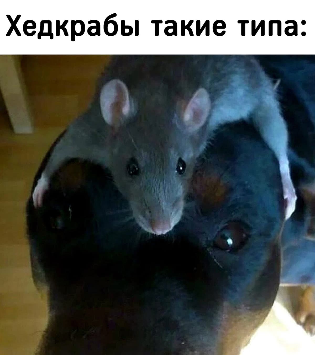 НовыйХолст5вв.jpg